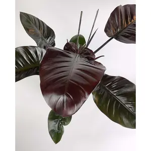 Black Cardinal Philodendron - Live Plant in a 4 Inch Pot - Philodendron Erubescens - Extremely Rare and Beautiful Indoor Houseplant - A Rare Tropical Masterpiece