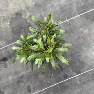 False Aralia Tree 4” Pot – Elegant Upright Houseplant | Sculptural Growth | Compact Indoor Plant | Easy Care Decor