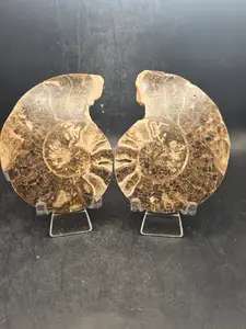Ammonite pair/ slices! 9.2 ounces, 3.9" by 3" inches