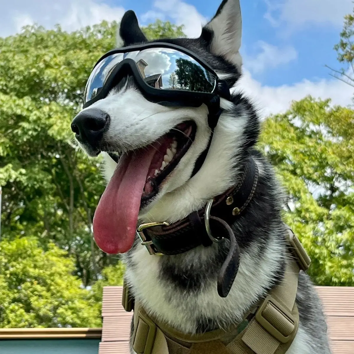 ABOSY Dog Goggles Sunglasses Anti-UV Sun Glasses Eyewear Protection Adjustable Windproof Sunglasses Pet Dog Supplies For Travel Outdoor Dog Accessories for Medium to Large Dogs