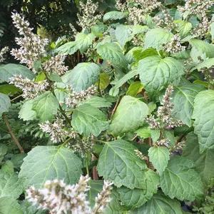 Patchouli (Pogostemon cablin) - Medicinal Herbs - Packet of 30 Seeds