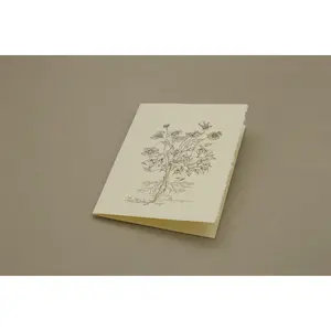 Botanical Encelia Farinosa Card Pack of 5