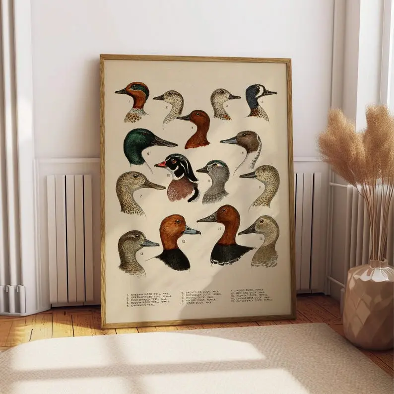Antique Waterfowl Illustration Print, Duck Hunting Poster, Ornithology Wall Art, North American Duck Decor, Duck Head Poster for Bar Kurtis