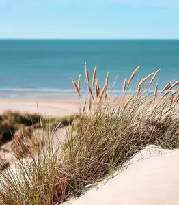 Sea Grass & Sand Dunes - Premium Fragrance Oil