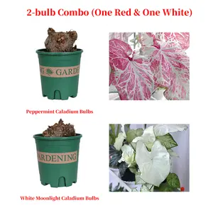 Premium Caladium 2 Bulbs Collection, Distinct Peppermint Mint And White Moonlight Foliage, Graceful Indoor Ornamental Plant, Easy Care Tropical Greenery, Ideal Choice For Household Layout And Holiday Gift Present