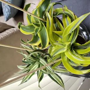 indoor plants dracaena Dragon Tree | Marginata main image 1