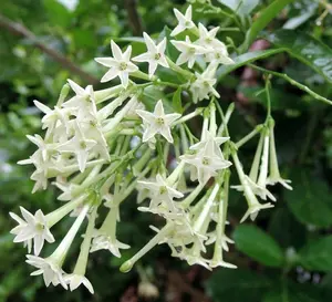 White Jasmine Night Blooming Plant - Cestrum Nocturnum Plant- Intensely Fragrant in pot