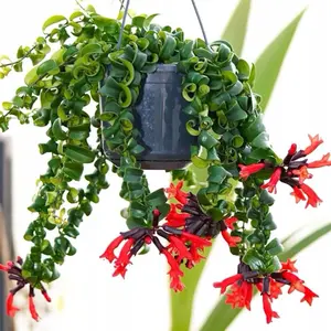 Curly Rasta Lipstick 6” - Pet Safe Flowering Hanging Plant
