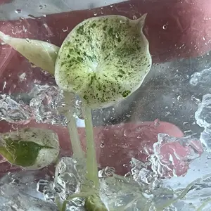 Dragon Scale Mint Alocasia | Tissue Culture Plantlet | Rare Aroid | Single Plant per Bag