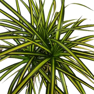 6" Dracaena Marginata Sunray Dragon Tree Houseplant - Low-Maintenance Indoor Plant - Decorative