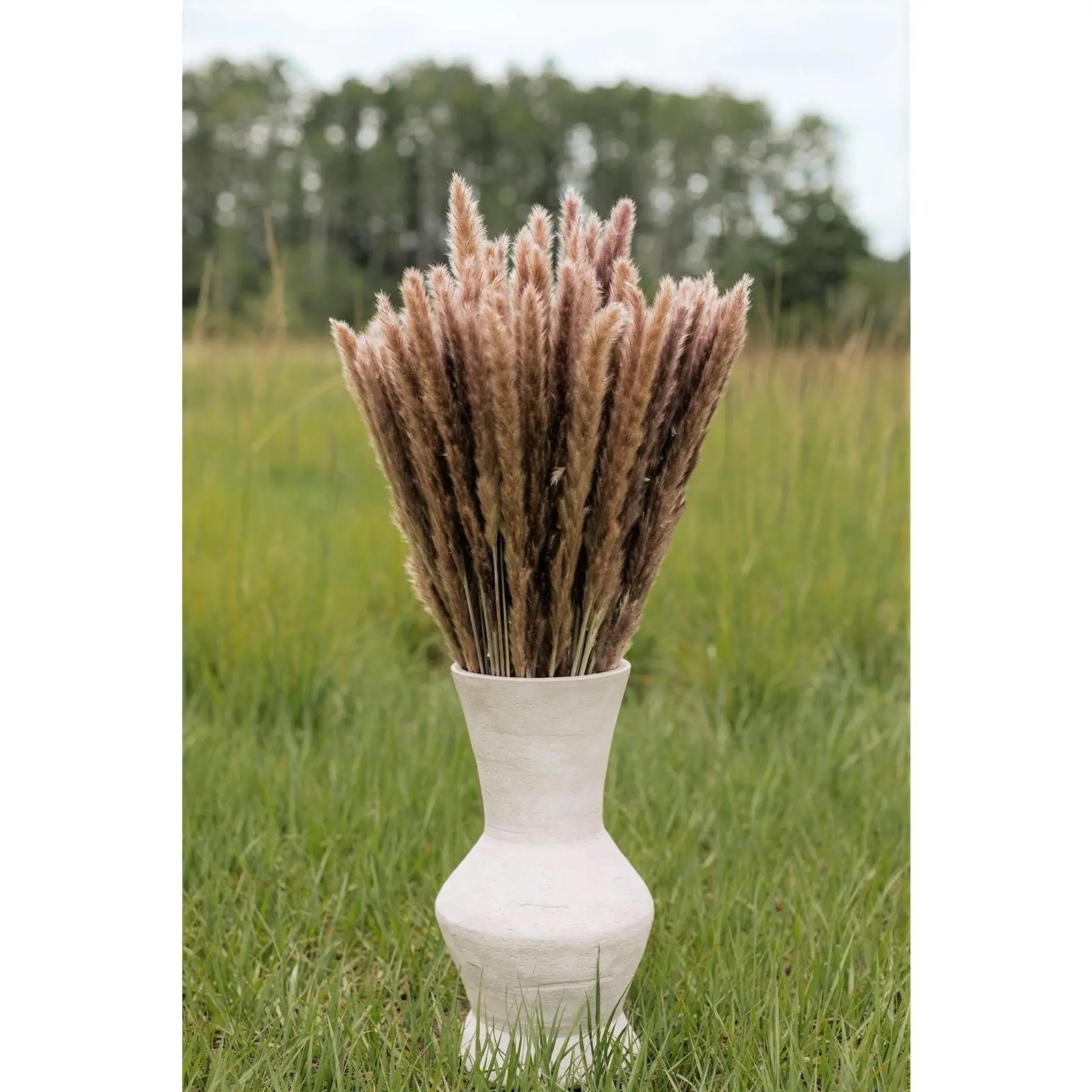 Thin 2FT Natural Brown Pampas Grass