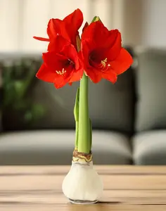 White Waxed Amaryllis Bulb with Red Flower
