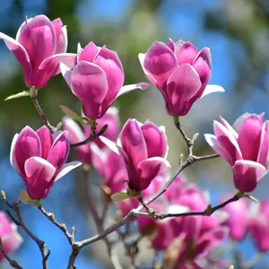 Jane Magnolia Tree - 6-12" Tall Live Plant - 2.5" Pot -  Shrub/Bush Seedling - Fragrant Magnolia Bush Live Plants - No Ship To AK, HI and P.R.