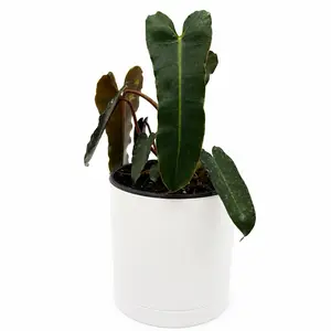 Philodendron Black Billietiae Billietiae x Atabapoense 6" Pot Collector's Rare Plant Unique Species Botanical Diversity