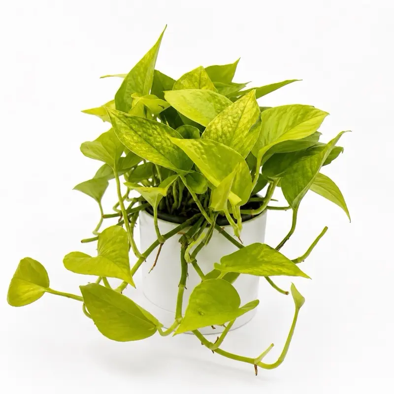 Pothos Neon 6" Pot House Plant - neon pothos Unique Neon-Colored Leaves, Easy Care, Ideal for Indoor Home
