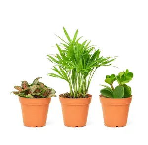 Baby Pet Friendly Box, Extra Small