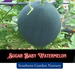 Sugar Baby Watermelon Seeds Super Sweet Mini Melons Fruits Non-GMO Heirloom Open-Pollinated Perfect for Small Gardens