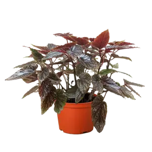 Begonia 'Corallina'