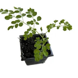 A Moringa  tree /seedins /live in a 4’’ pot/ 8”-10”high