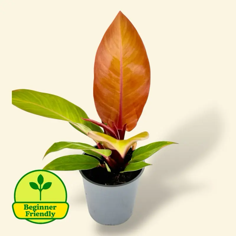 philodendron prince of orange variegata - TikTok Shop