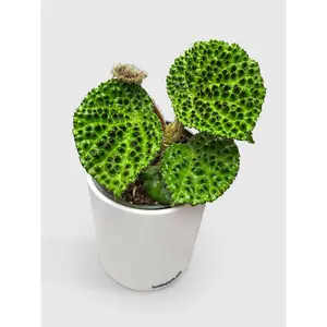 Begonia Melanobullata