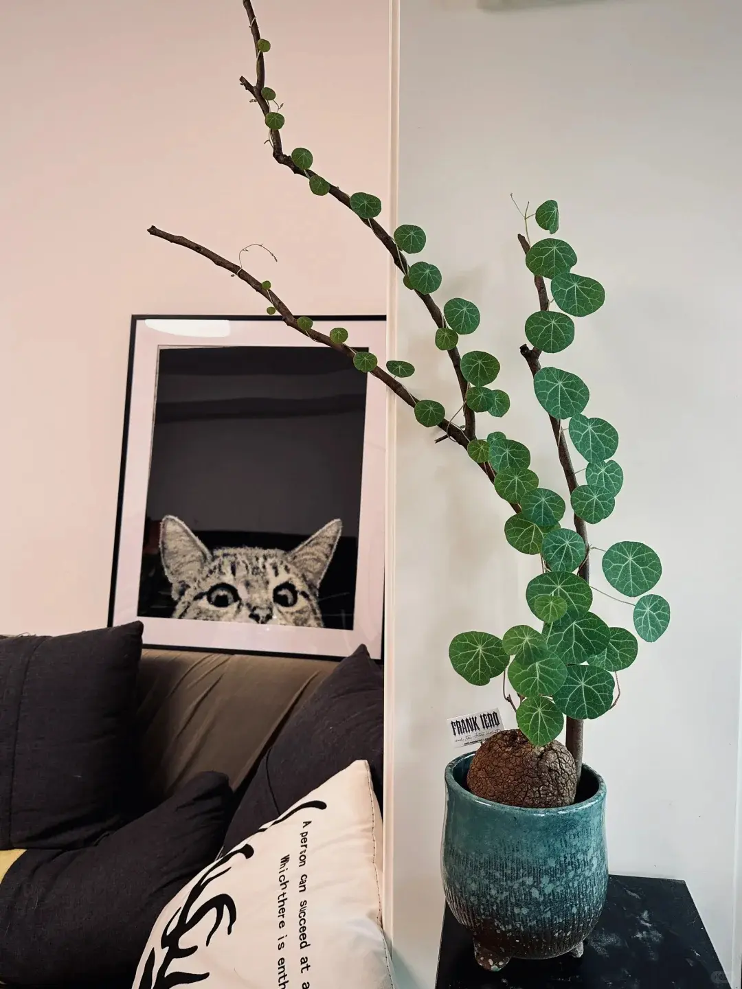 Stephania Erecta Caudex Bulb, Tropical Indoor Plant Starter, Unique Decorative Caudex Plant for Home Garden