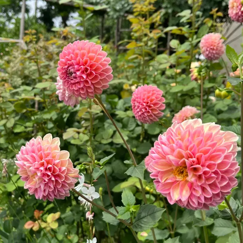 Dahlia Tuber - Cream Peach Ball Dahlia | Stunning Pastel Garden Flower