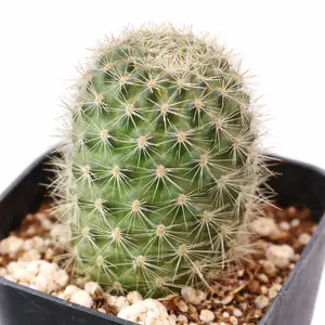 Rebutia fabrisii