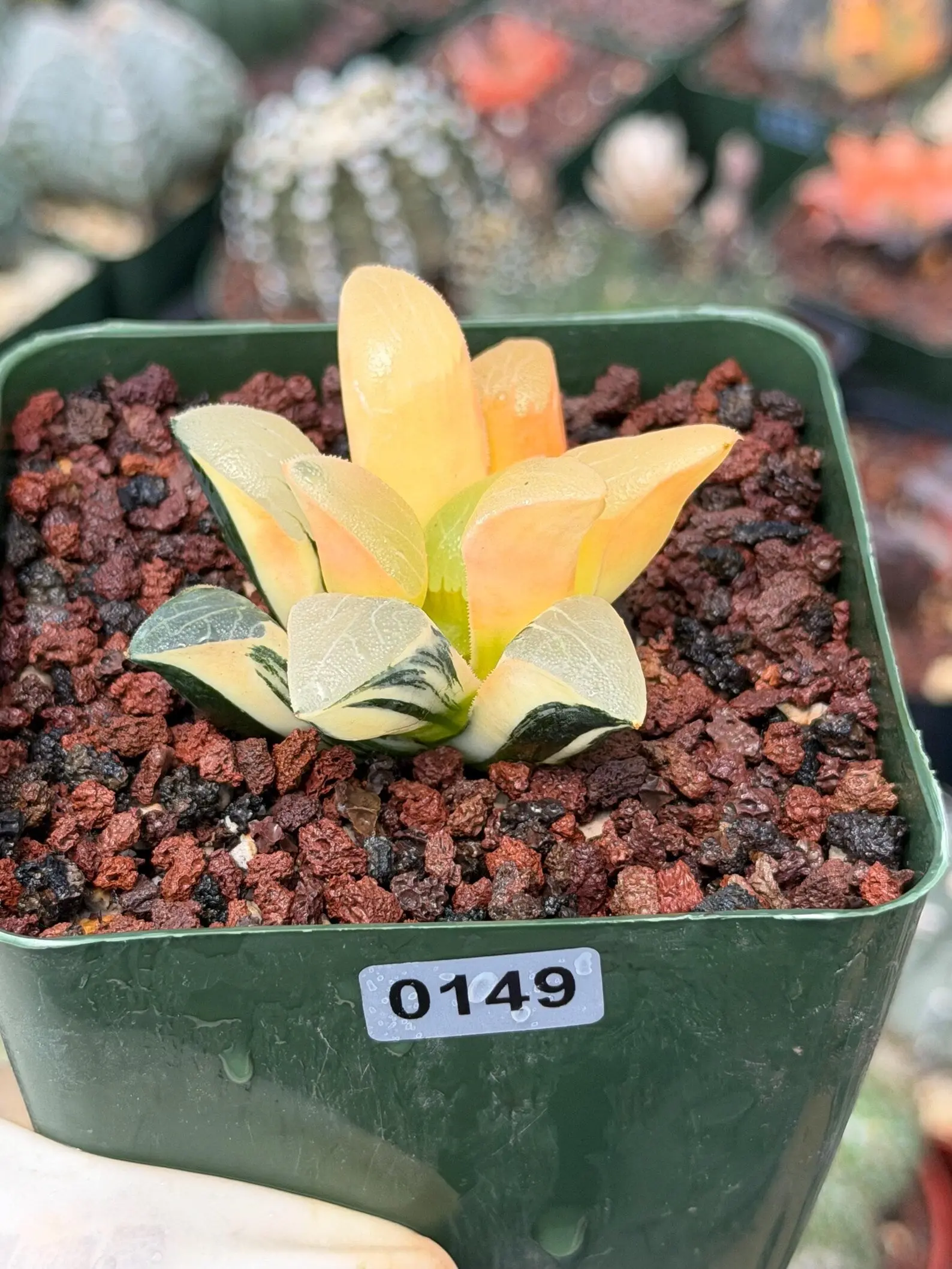 Variegated Haworthia Correcta | Rare Succulent | Live Plant with Yellow‑Orange Variegation #149
