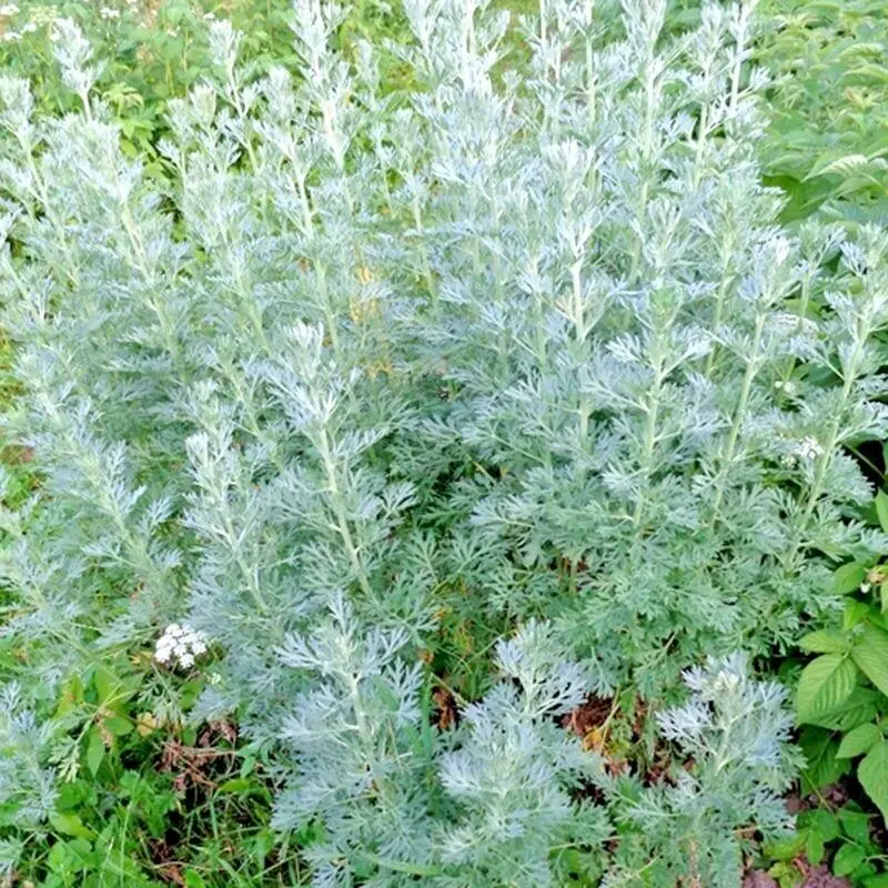 3000+ WORMWOOD ABSINTHE SEEDS SPRING PERENNIAL MOSQUITO PESTS DEER REPELLENT USA