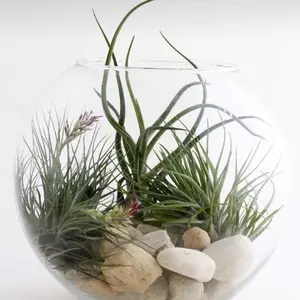 Air Plants Air Plants