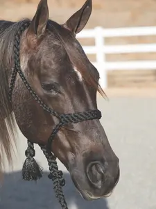 Professional's Choice Cowboy Braided Rope Halter