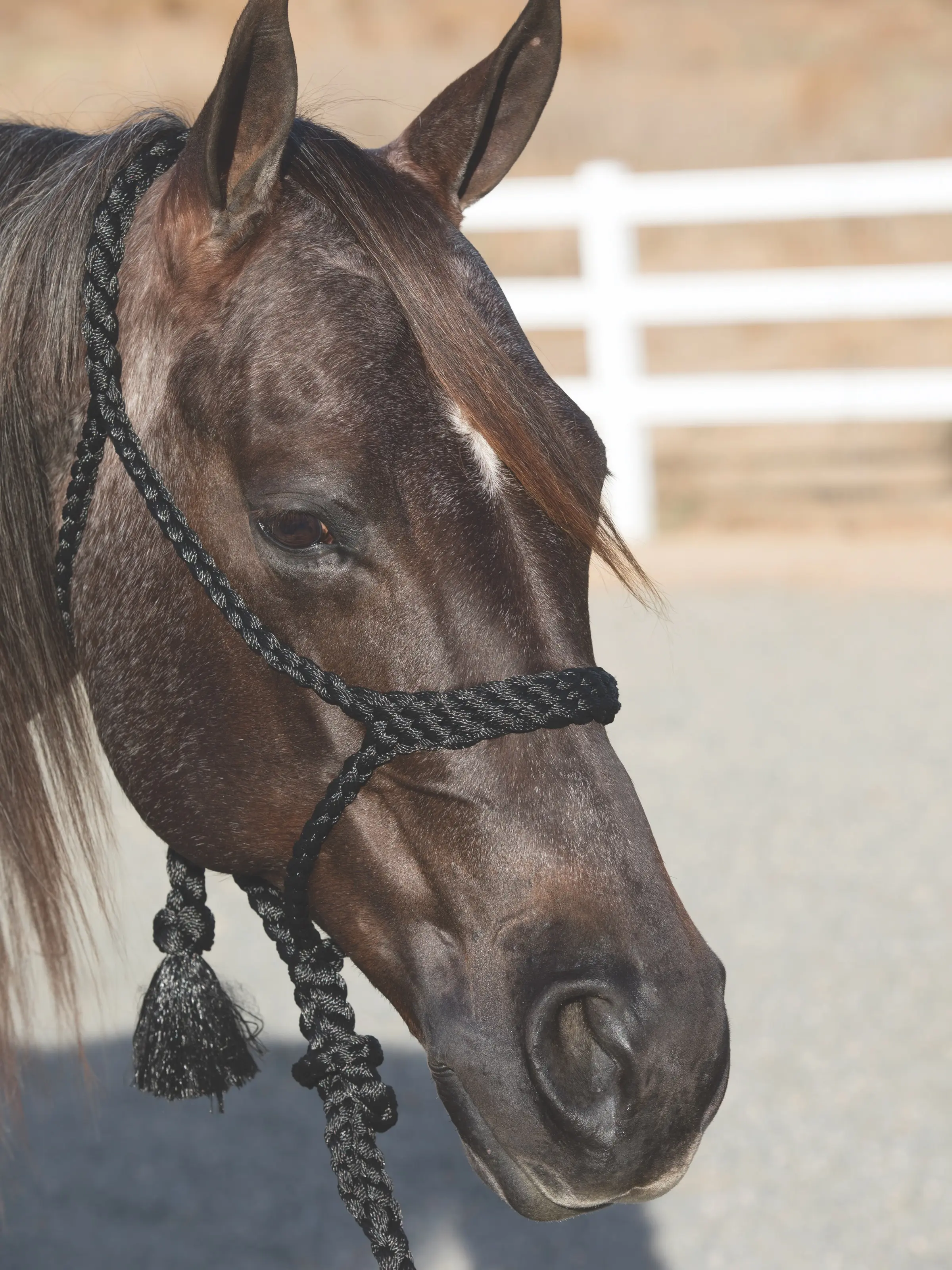 Professional's Choice Cowboy Braided Rope Halter