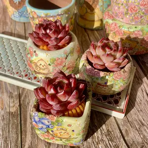 Rare Live Succulent Echeveria LoveBird – Colorful Succulent Plant, Easy Care Indoor Decor, Premium Succulent Bundle & Unique Gift for Succulent Lovers