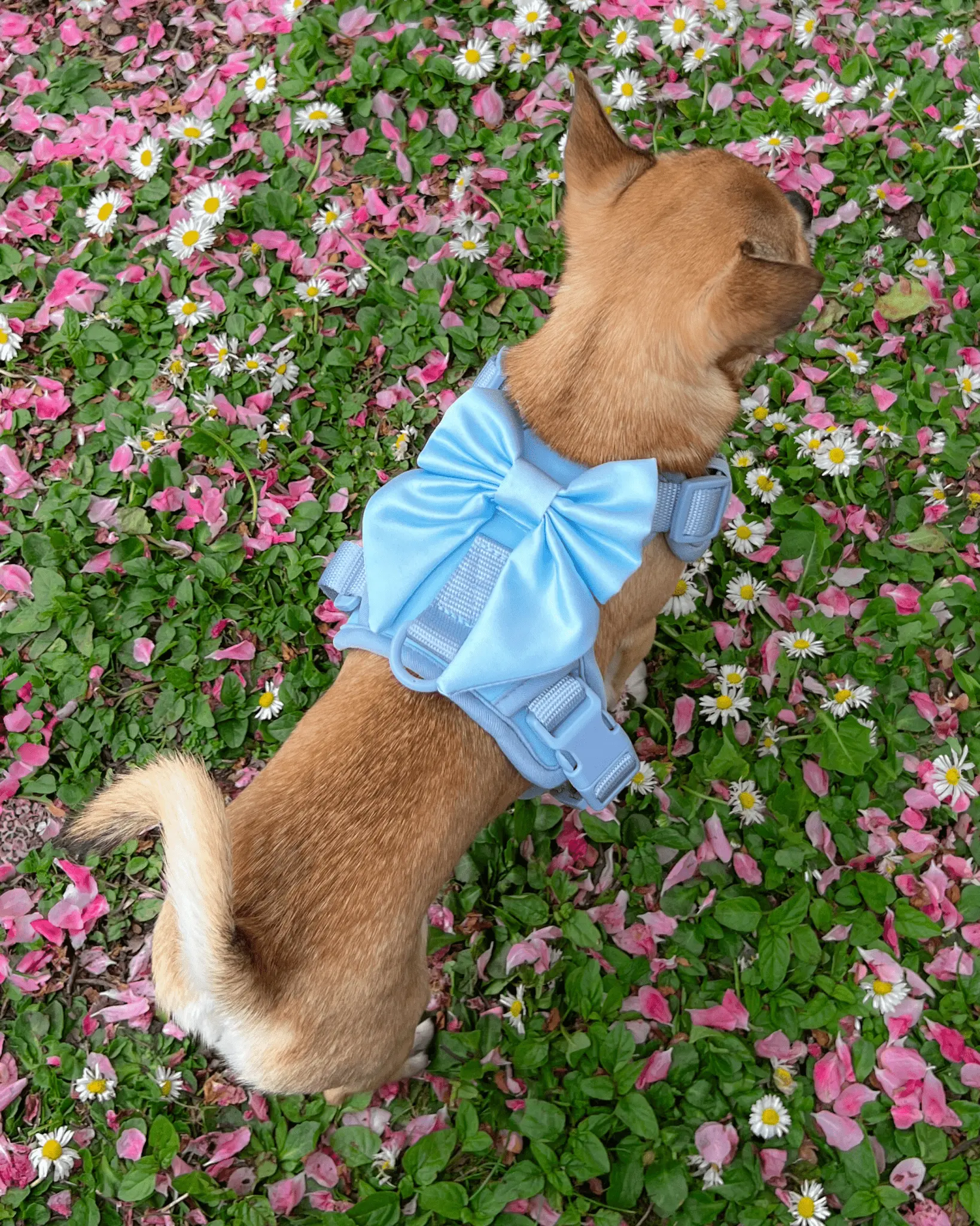 Wander! Bow Harness Sky