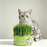 WhiteBear Organic Cat Grass Indoor Growing Kit - Includes organic seed mix, vermiculite, and premium wheat seeds.  Naturally helps with hairball control and digestion. Ready to grow right out of the can, making it the perfect gift for your cat.