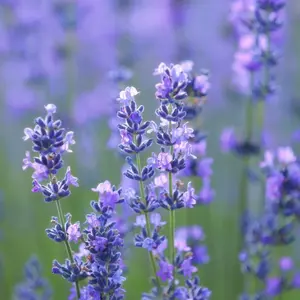 200pcs Mixed Lavender Seeds – Low-Maintenance, Drought-Resistant Blooms for Calming Garden Decor