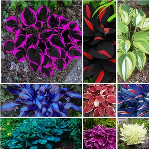 300 high-quality hosta seeds Mixed assortment of more than a dozen seed varieties.  guaranteed viable with no bad seeds. A perennial shade plant, perfect for gardens and yards. Made in the USA | Non-GMO |