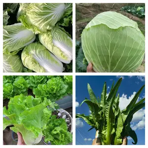 Garden Starter Pack - 4 Varieties Mixed Leafy Vegetable Seeds - Chinese Cabbage Green Cabbage Lettuce Romaine Heirloom Non-GMO Easy to Grow for Novice Gardeners