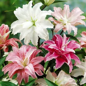 Mixed Double Oriental Lily Flower 100pcs Seeds - Pleasantly Scented