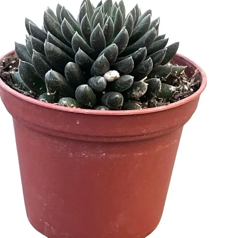 Black Sea Urchin Plant (Chinese Crassula)  Rare Succulent in 2 Pot -  TikTok Shop
