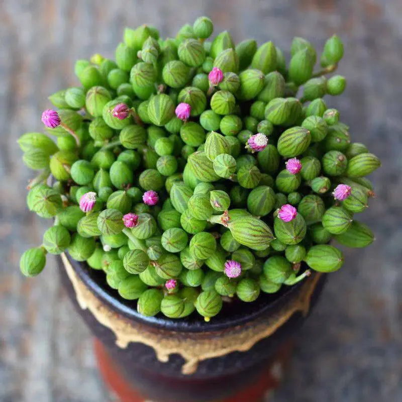 String of Pearls Succulent, Live Indoor Potted Plant for Wall & Hanging Decor - 2-Inch Pot