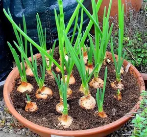 Yellow Onion Sets | 40 Onion Bulbs Onion .for Planting