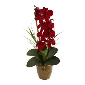 Seasonal Phalaenopsis Orchid Arrangement by Nearly Natural