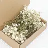 NortureFlora Compact Freeze-Dried Baby’s Breath Eternal Flower Bouquet (50-400PCS Natural White Gypsophila), Decorative Fake Flowers, Dainty Lightweight Plant Decoration, Boxed Anniversary Gift, All Seasons Table Decor & DIY Supplies
