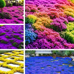 19000 Creeping Thyme Seeds for Planting Perennial Ground Cover Plants Heirloom Flowers Non-GMO Thymus Serpyllum Seed
