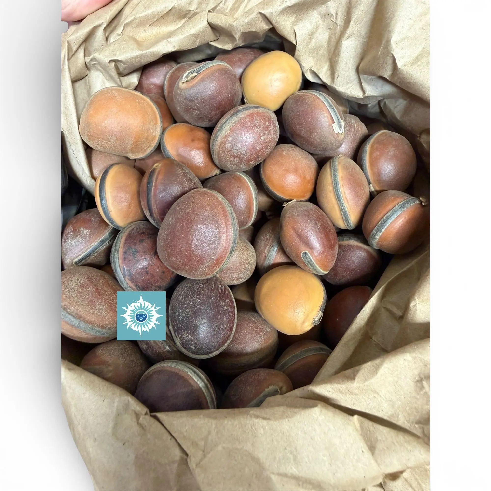 Natural Ox Eye (Ojo de Buey) EPE Seeds - 1PC Spiritual Protection Seeds for Santeria Rituals, Ifa & Yoruba Religious Offerings, Botanica Home Decor Supplies