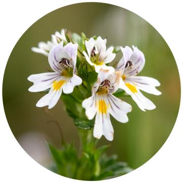 Revitalize Hydra Concealer Revitalize Hydra Concealer