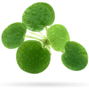 Amazon Frogbit (Limnobium laevigatum) - 5 Plants Snail-Safe, Betta & Shrimp Friendly