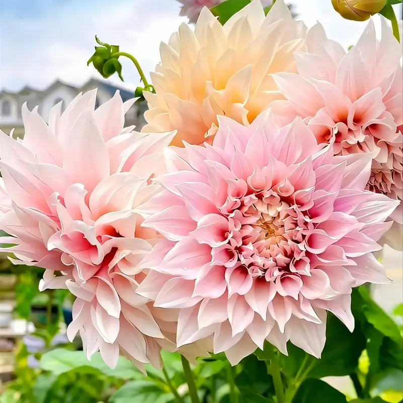 Light Pink Decorative Dahlia Tuber, Easy to Grow Perennial Flower for Spring & Fall Garden